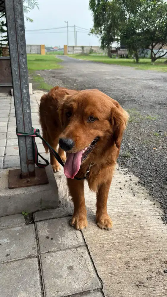 Pejantan golden retriever jantan cakep