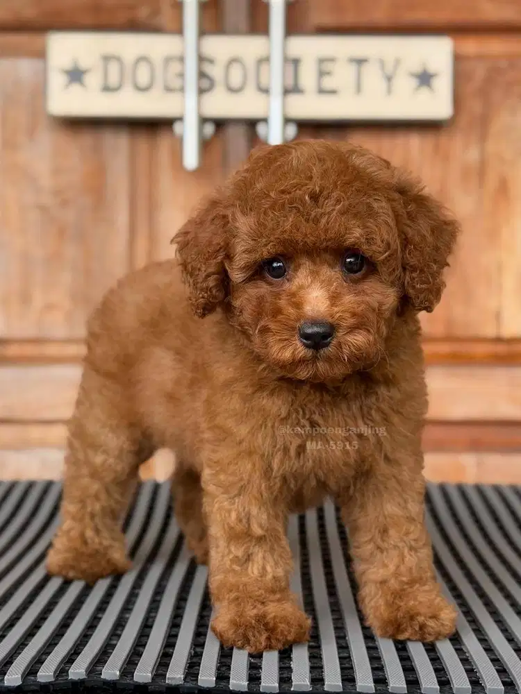 Poodle, Si Kecil Menggemaskan dengan Bulu Keriting Manis!