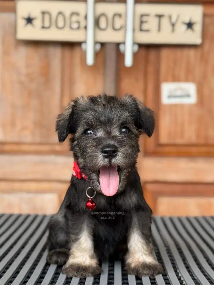 Schnauzer Puppy, Imut dan Pintar!