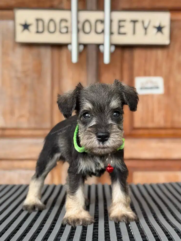 Schnauzer, Si Kecil Ceria dan Setia!