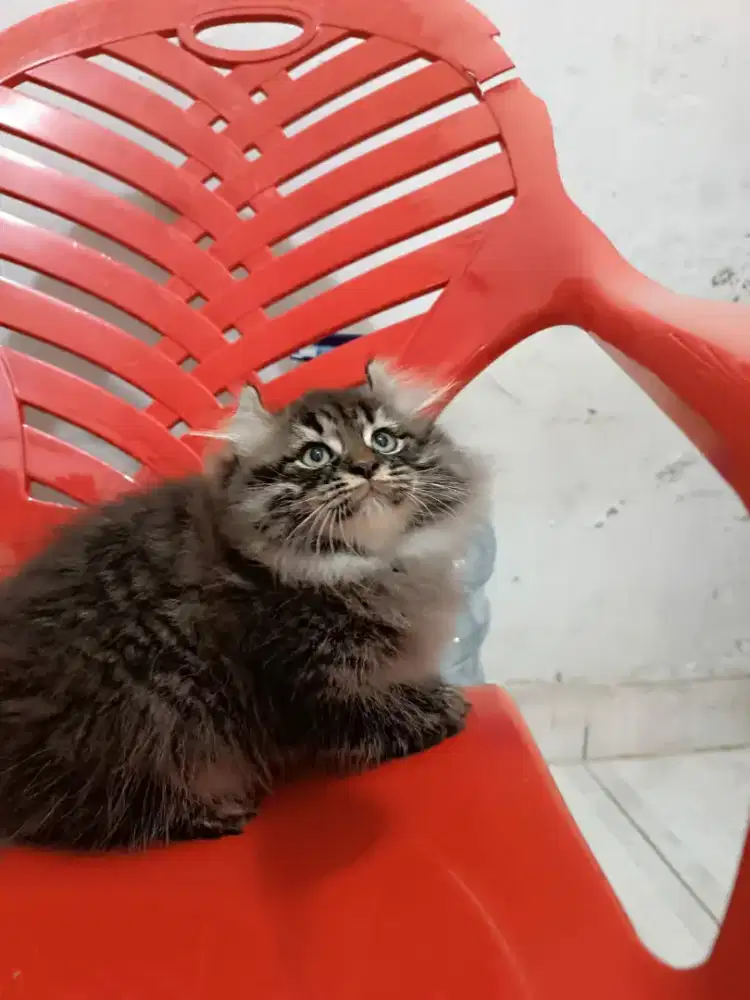 Amercian crul jantan usia 3bln