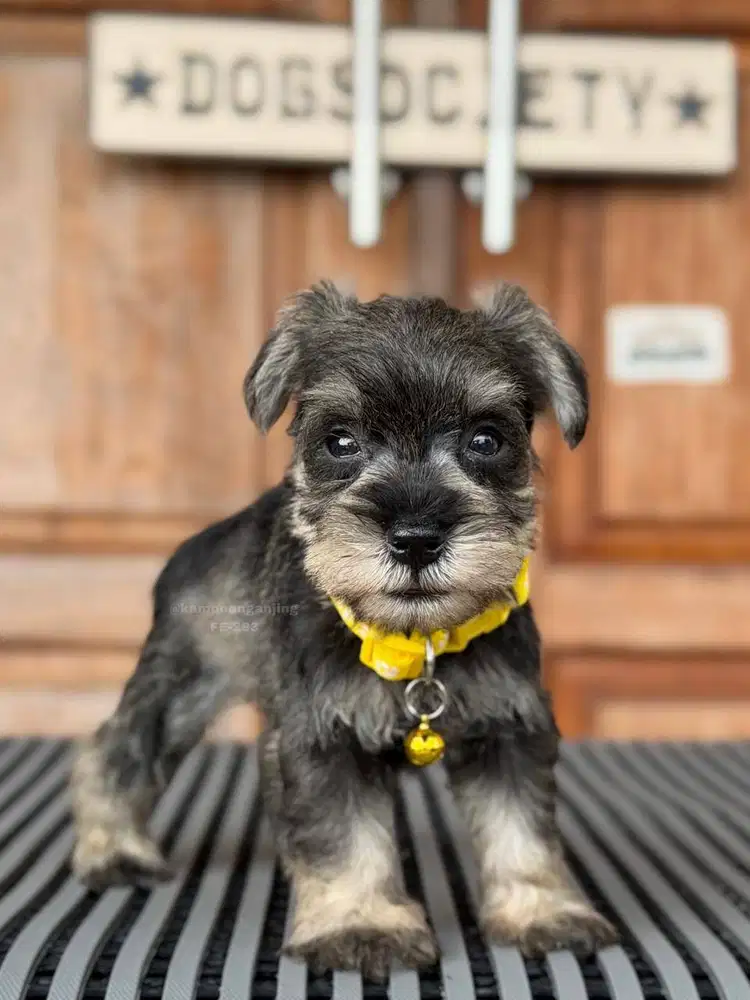 Mini Schnauzer Puppy, Lincah dan Menggemaskan!