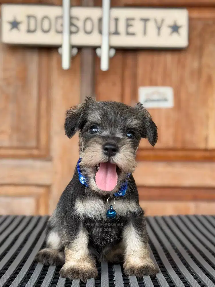 Puppy Schnauzer, Manis, Ramah, dan Penurut!