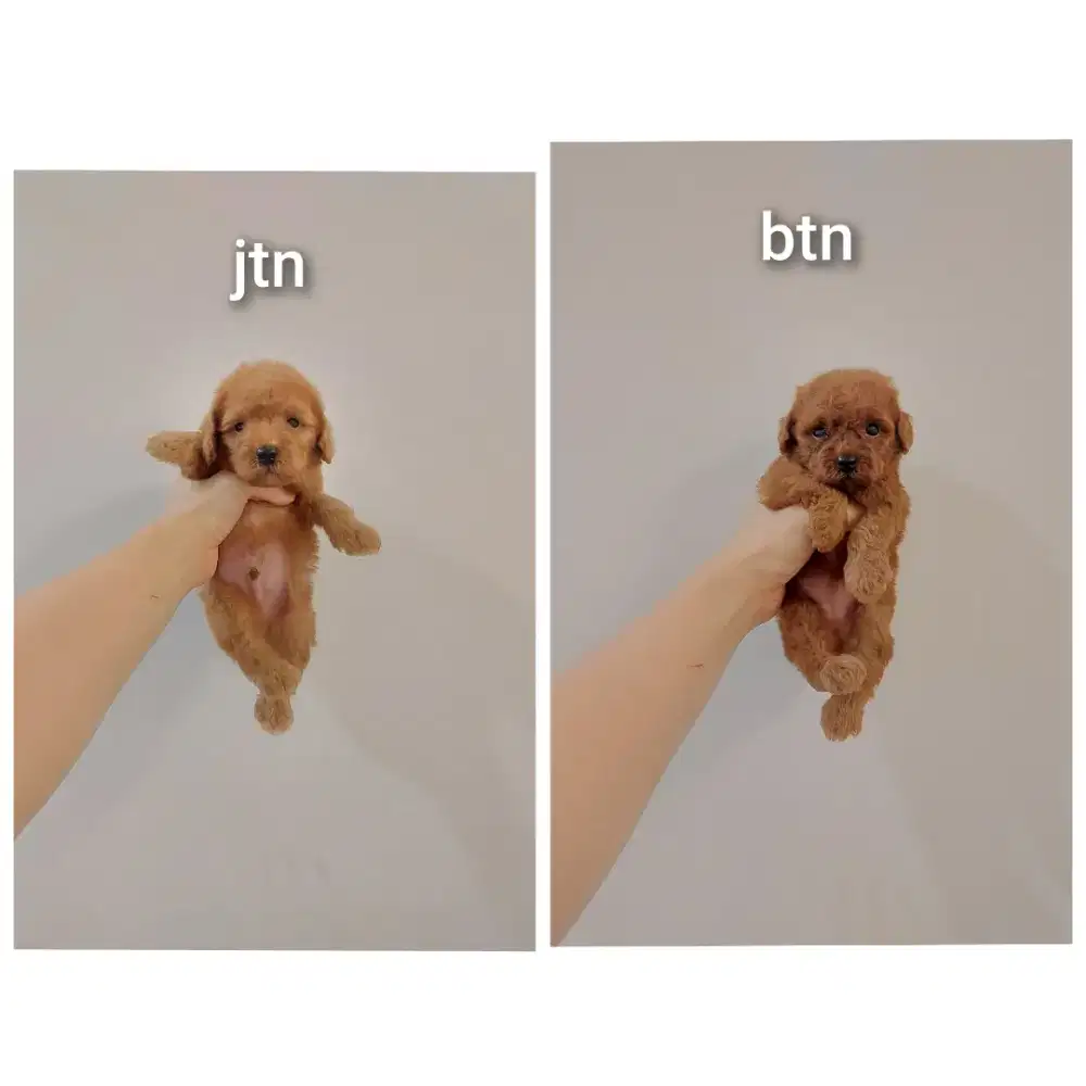 puppy poodle bersurat !!! no php !!!