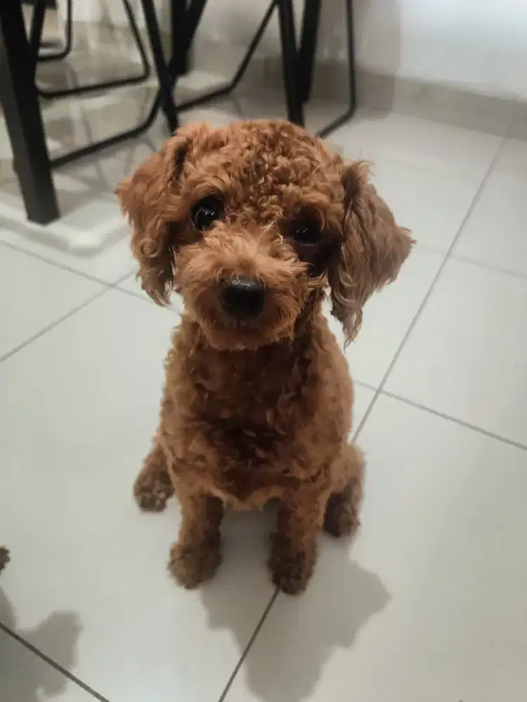 DIJUAL CEPAT RED POODLE BETINA