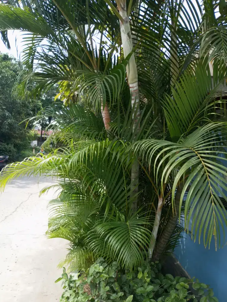 Gratis, Pohon Palem tinggi 1,5 sampai 2meter