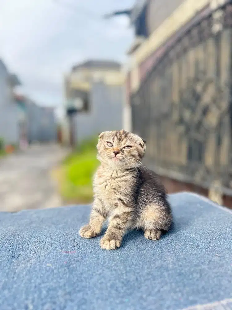 Scotish fold betina denpasar