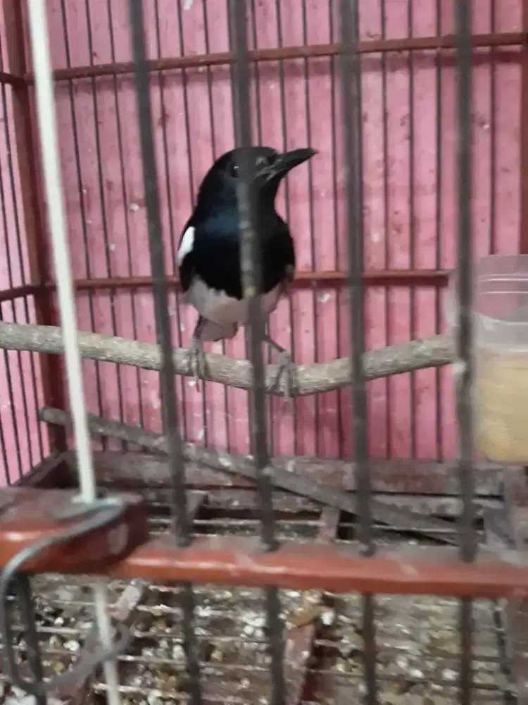 kacer semi jinak rawatan bunyi