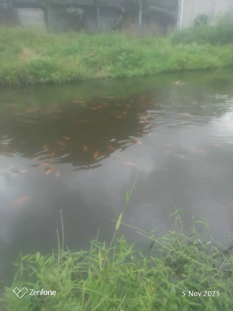 Ikan nila merah hitam borongan