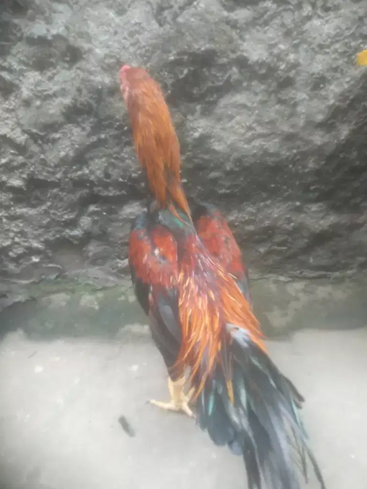 Ayam Bangkok classic