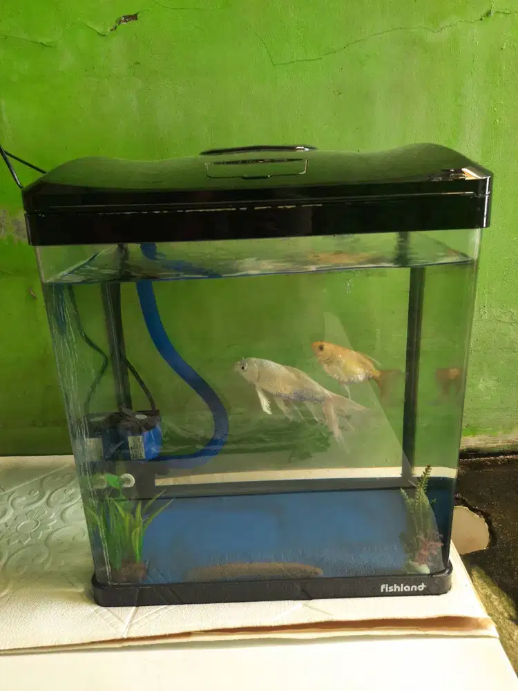 Aquarium Fishland 33 Liter Istimewa | Bonus Ikan