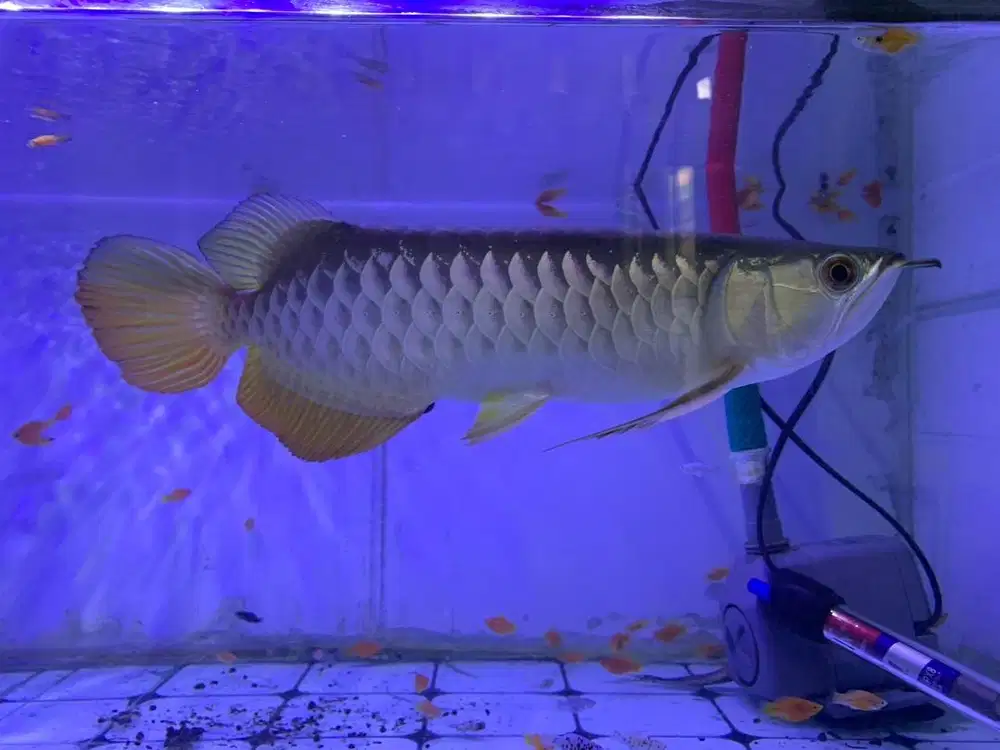 Arwana Golden Bluebase mantap murah