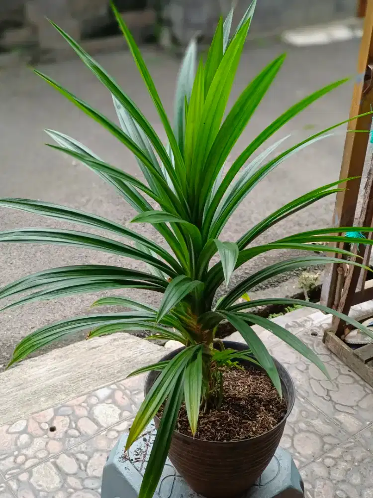 Tanaman Pandan Wangi Lebat dan Subur