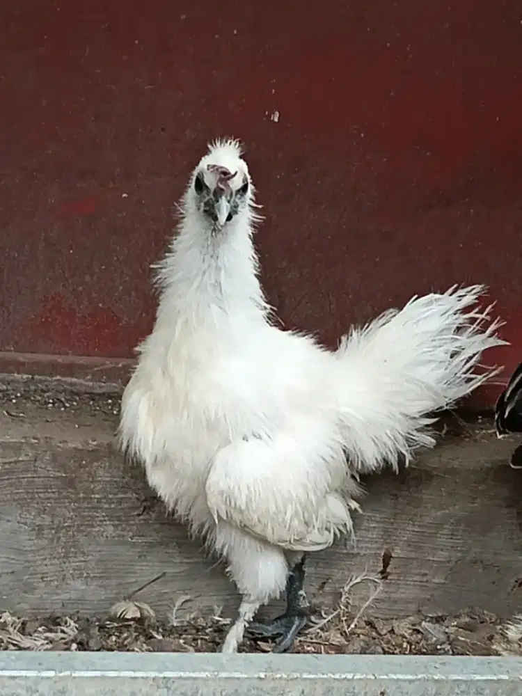 Ayam kapas/Silkie