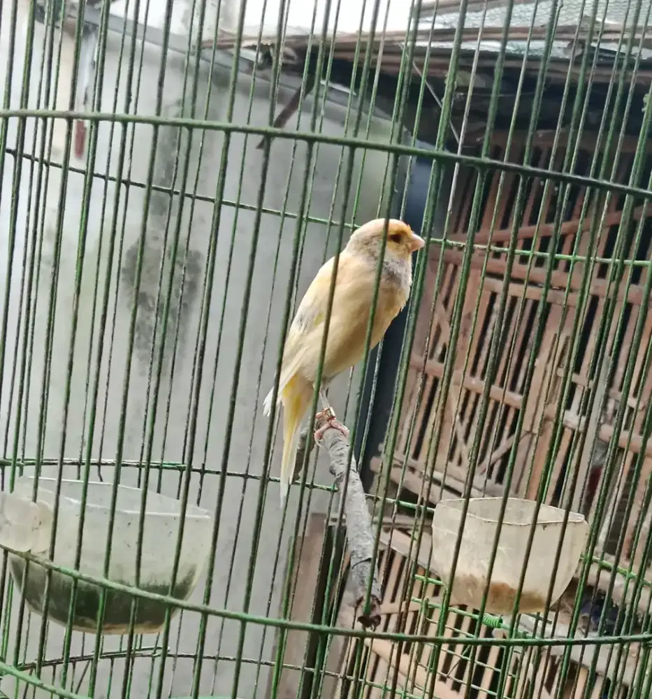 Burung kenari postur ys