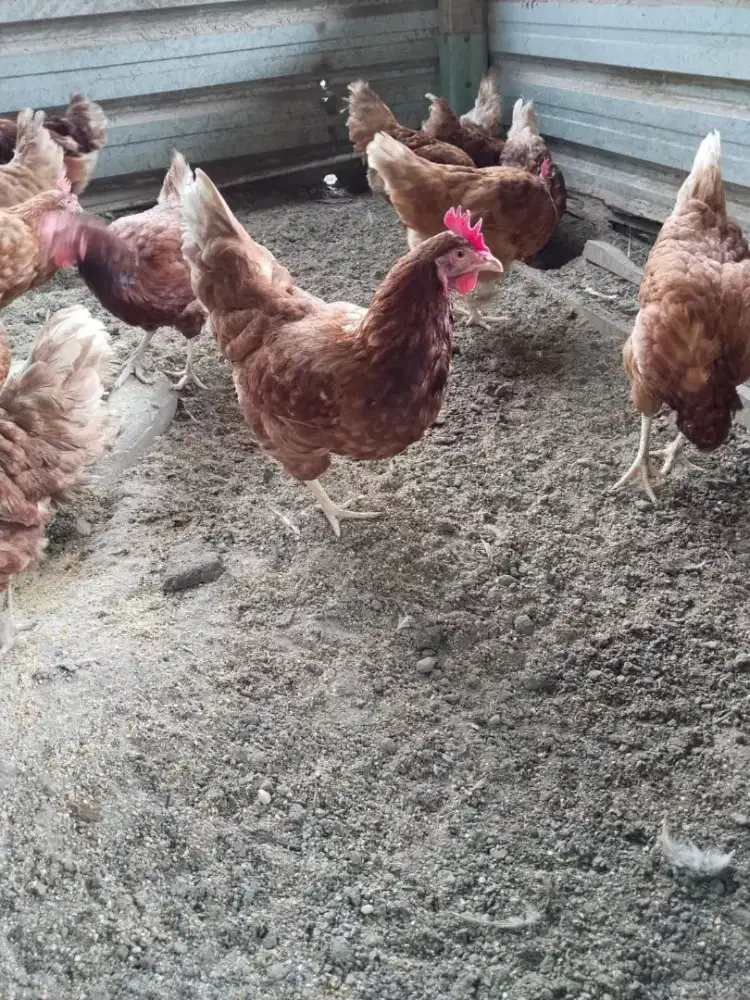 Ayam Petelur Usia 23 Minggu Jenis Lohman Ayam Sehat Berkualitas Prima