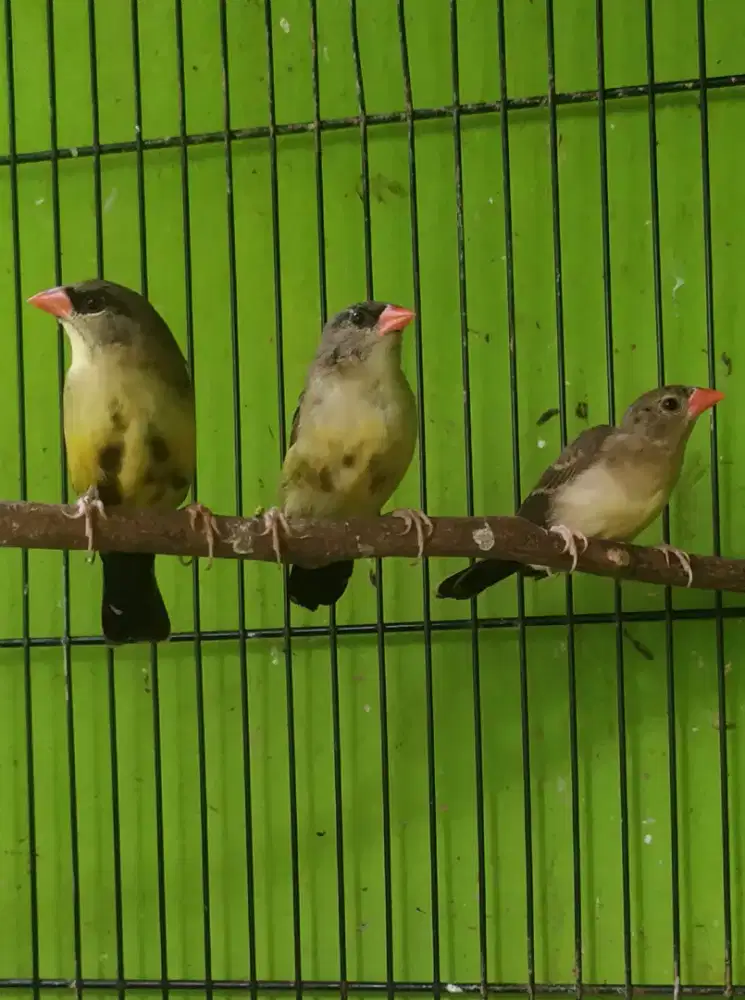 Strawberry Finch trotol jantan