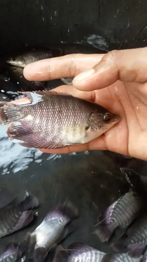Bibit Gurame Soang 3 Jari Harga Grosir Juragan