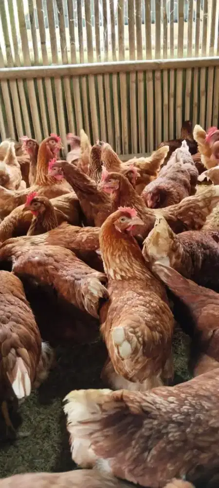 Ready Ayam Petelur Usia 23/25 Ayam Produksi