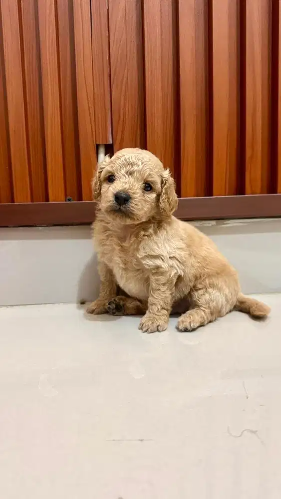 Anakan Anjing Poodle