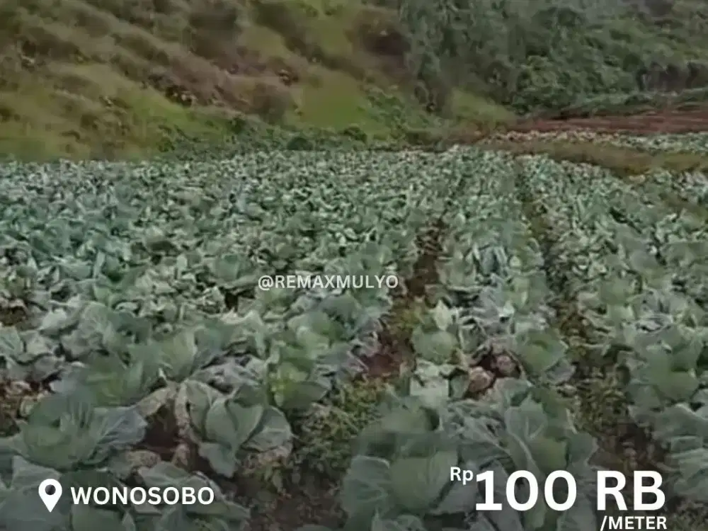 Dijual Tanah Murah Meriah Area Wisata Wonosobo
