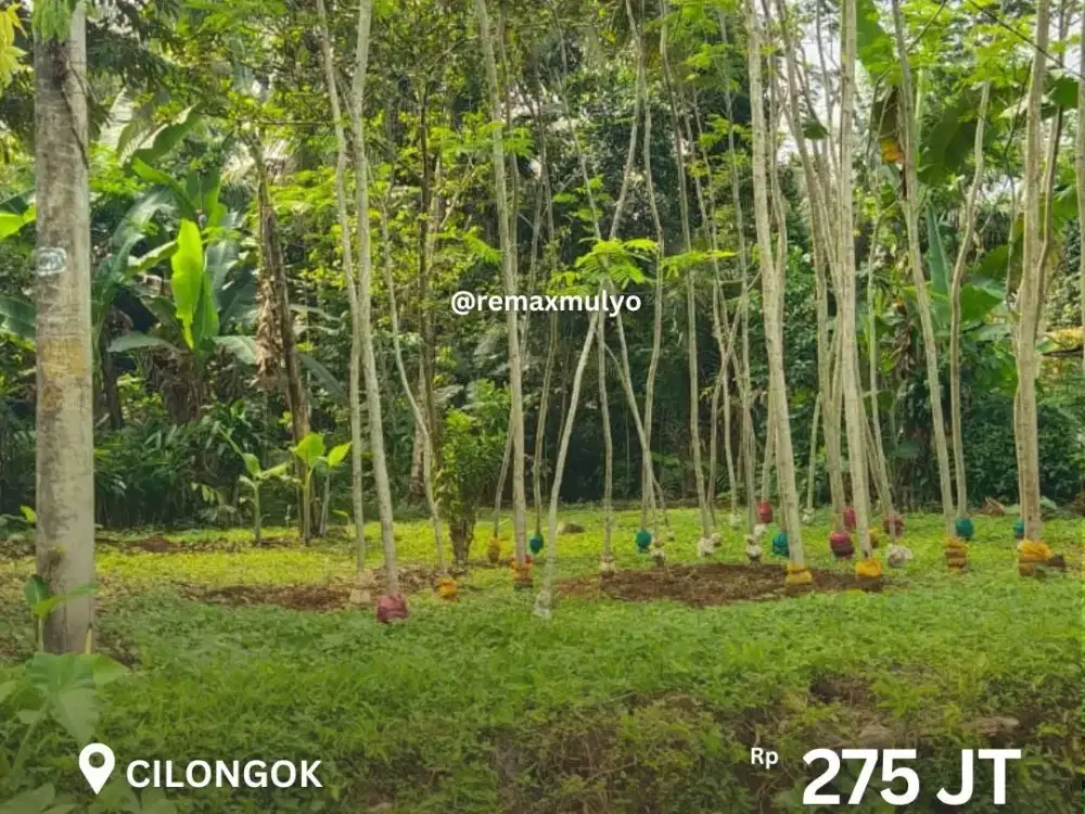 Dijual Tanah Murah Area Cilongok