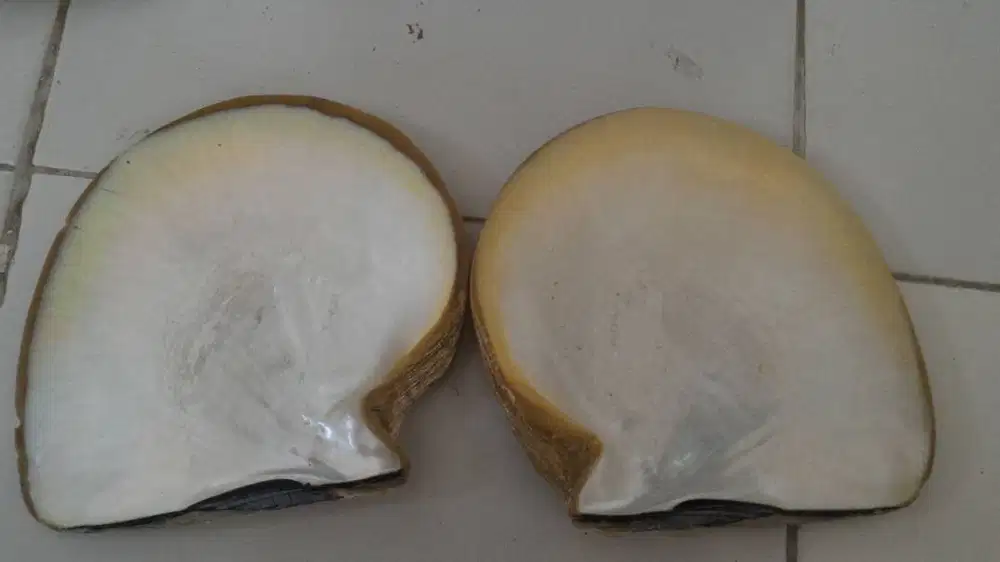 Bahan Material Kerang Produksi