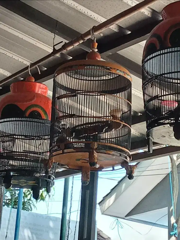 Burung Petkutut lokal GACOR