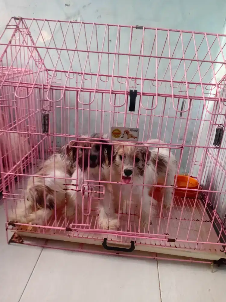 Anakan. Gendut lucu lincah lincah