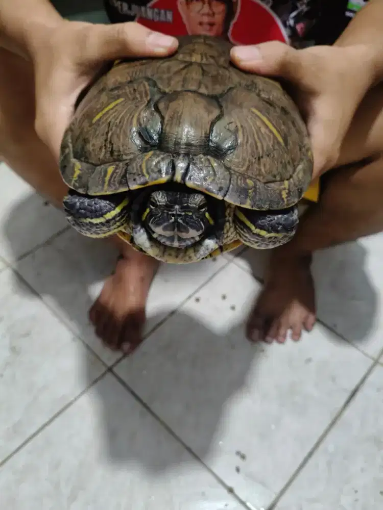 Kura kura brazil dewasa