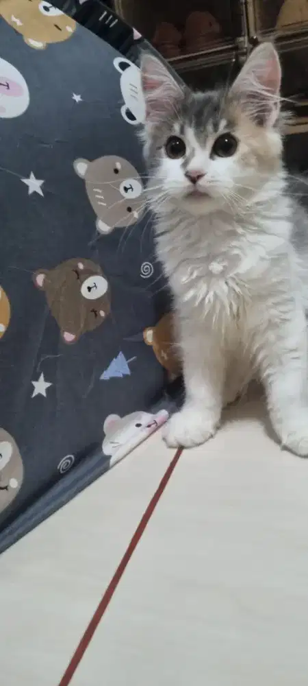 Maincon mix 3,5 bulan betina