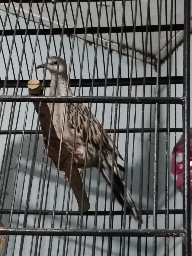 Derkuku leopard kuk gacor.