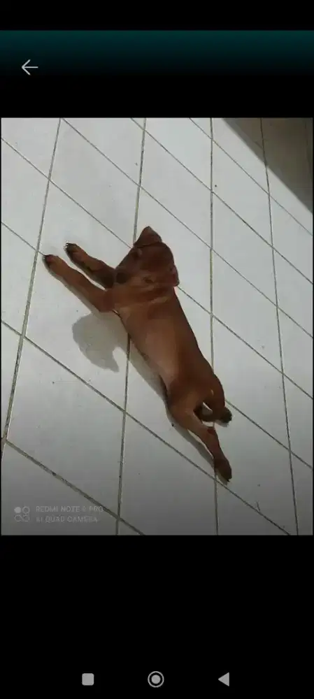 Dicari dogloveersssssss