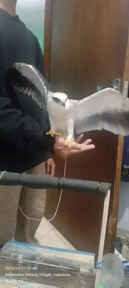 Burung kece dan gagah