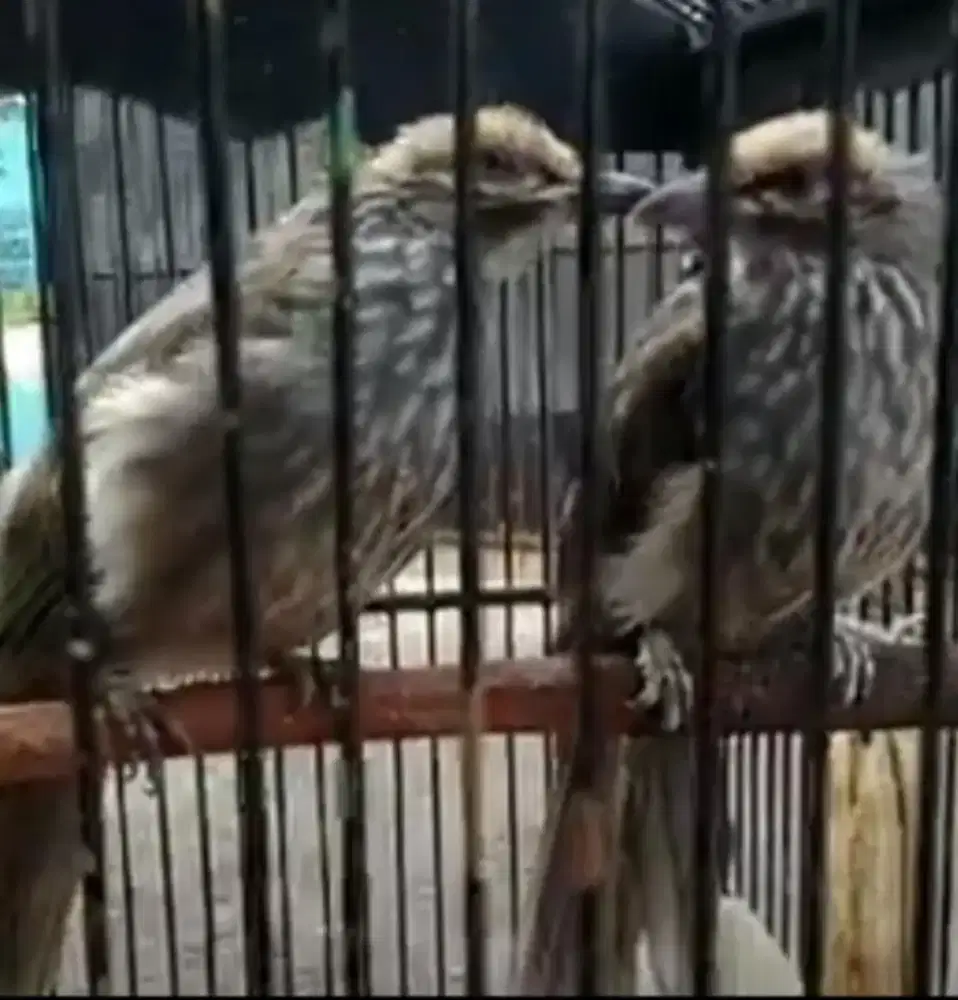 Cucak Rowo sepasang produk