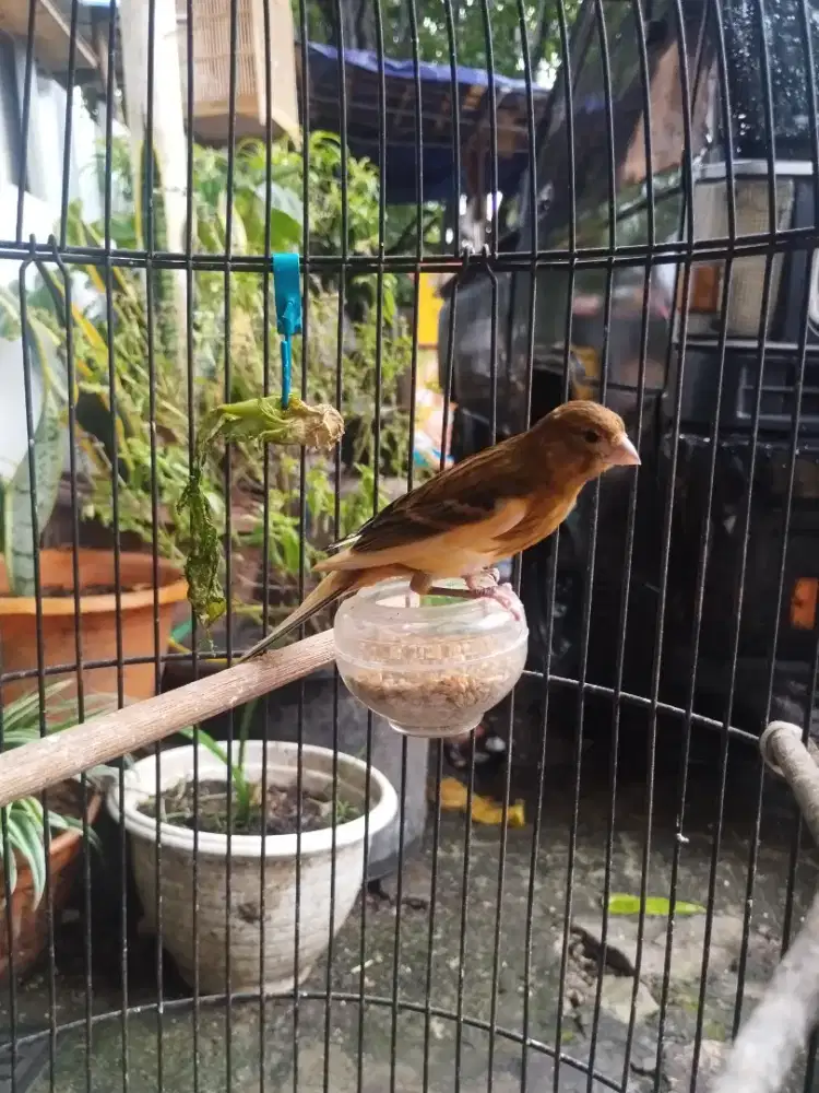Burung kenari betina