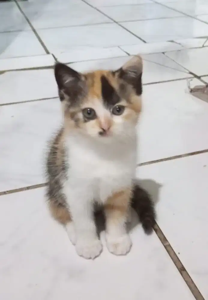 Kucing calico kitten