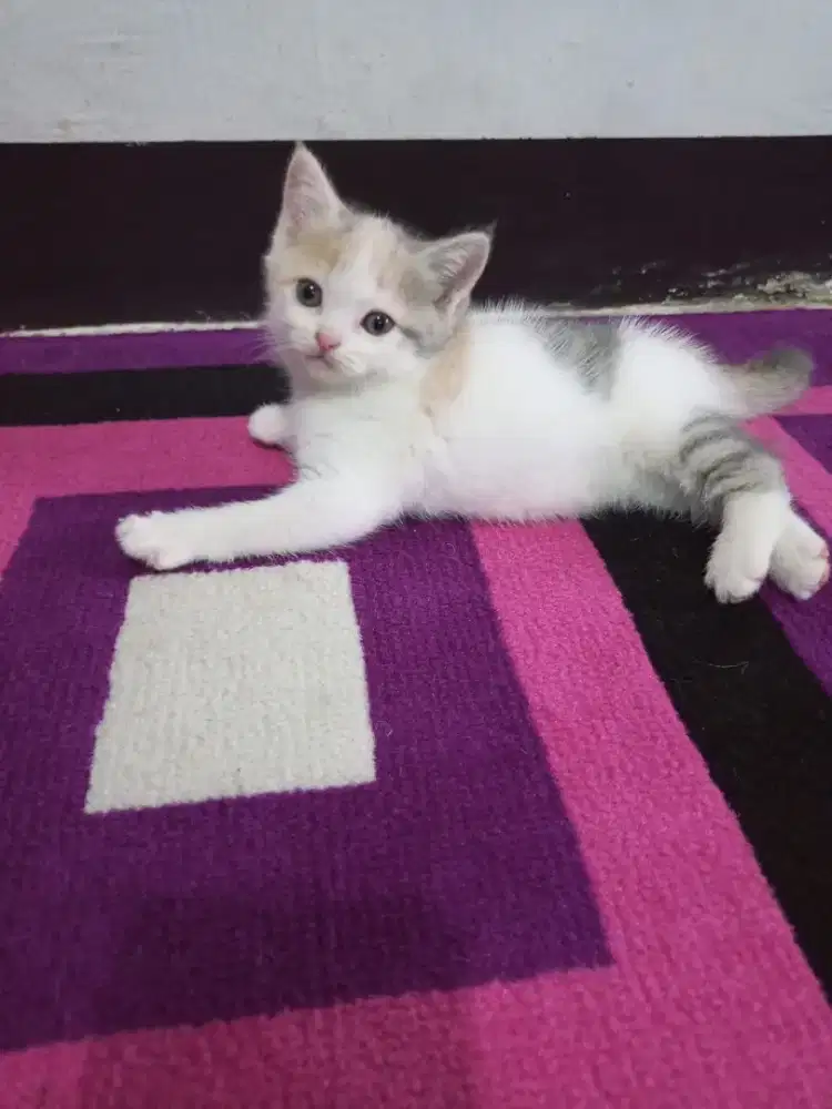 Kucing shorthair calico kitten