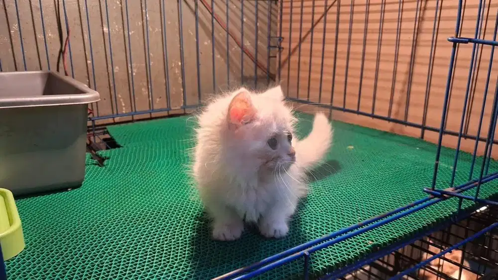 Munckin top standart betina