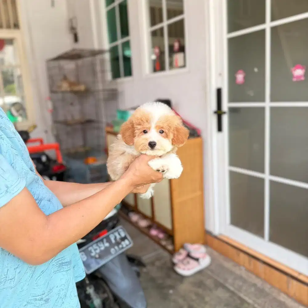 Party poodle super rare colour tiny kaki cebol bulu tebal dan padat