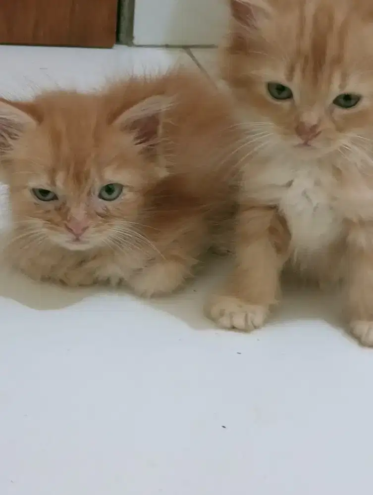 Kucing Persia mixdom