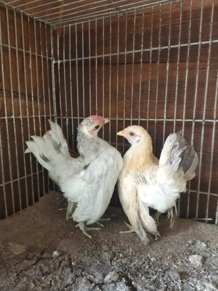 Ayam serama silver
