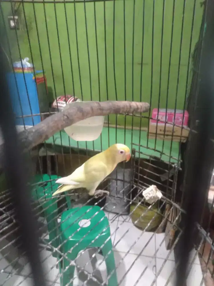 Lovebird PB cremino mata merah kaki pink 4 bulan