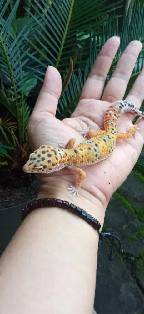 Leopard Gecko Morph Tremper