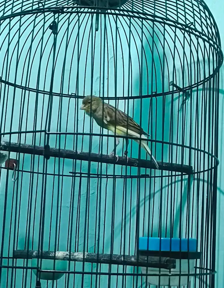 Kenari Betina Giboso x Crosbird