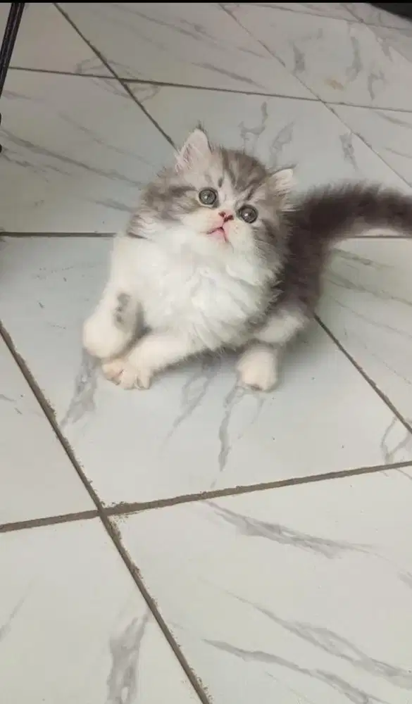 Lepas adopt persia kitten