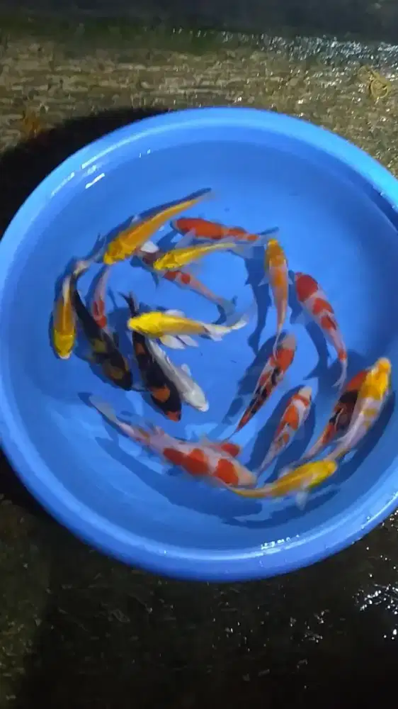 Ikan koi size 15cm