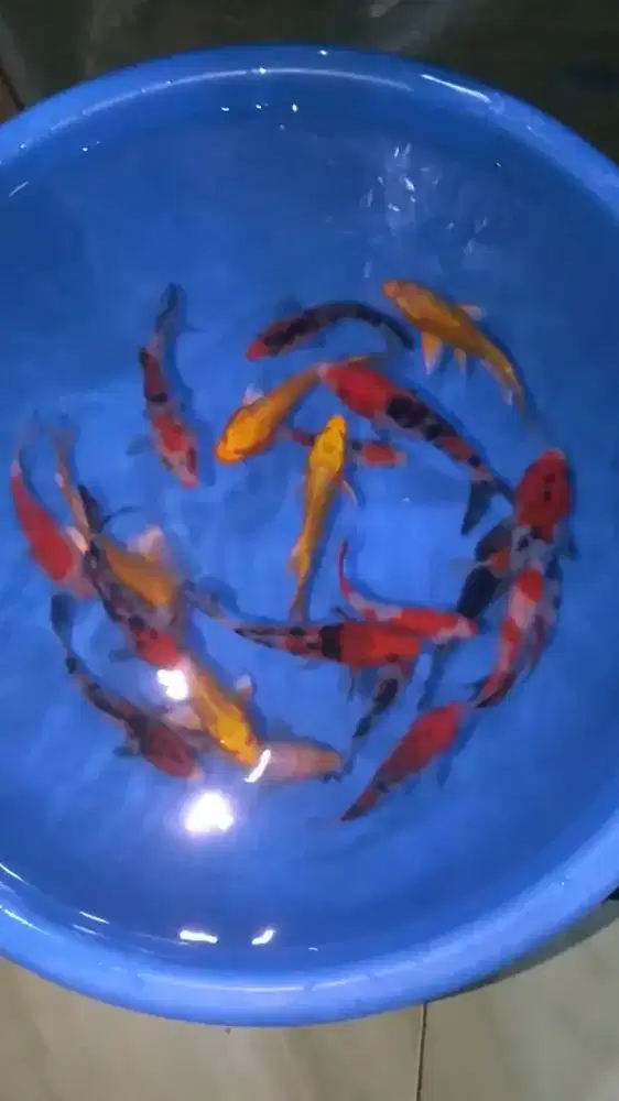 Ikan koi size 15cm