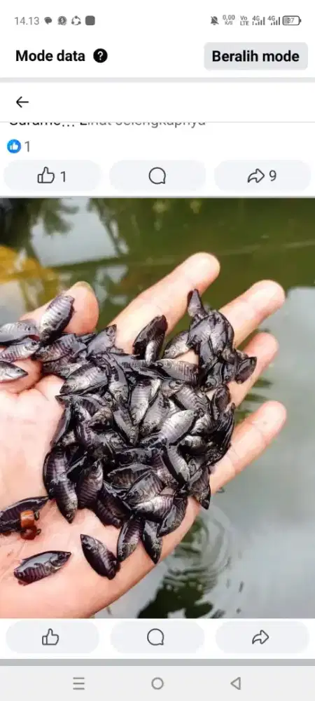 Ikan gurame airtawar