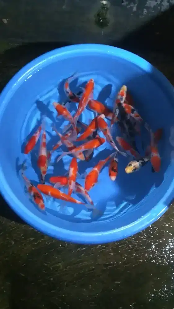 Ikan koi size 15cm